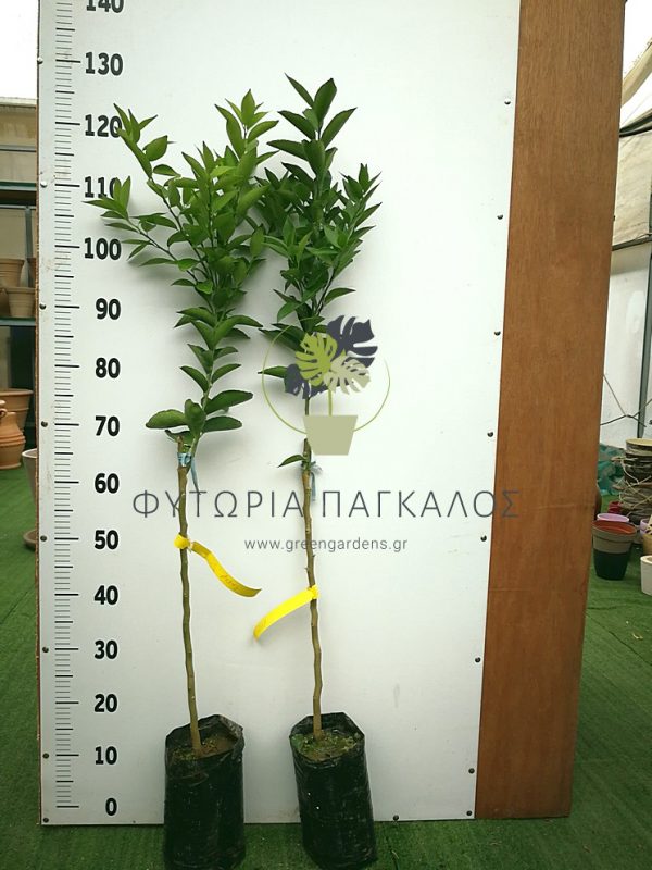 Λεμονιά Βακάλου (Citrus limon) - 3 lt